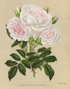 Rosenhaven: Lucida Duplex, Clynophylla af English School